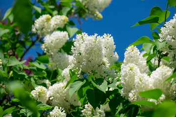 Nice lilac macro photo shot, spring time, nature close up