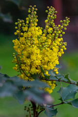 Mahonia aquifolium in bloom, yellow flowering plant called oregon grape, pinnate green leaves and...