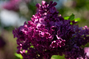 Nice lilac macro photo shot, spring time, nature close up