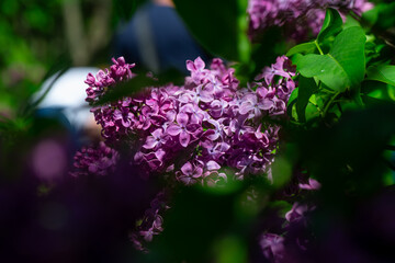 Nice lilac macro photo shot, spring time, nature close up