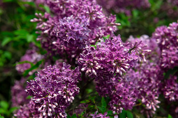 Nice lilac macro photo shot, spring time, nature close up