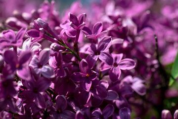 Nice lilac macro photo shot, spring time, nature close up