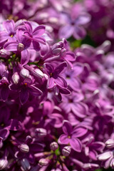 Nice lilac macro photo shot, spring time, nature close up