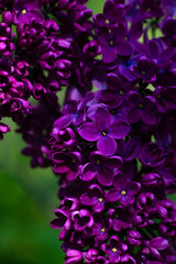 Nice lilac macro photo shot, spring time, nature close up