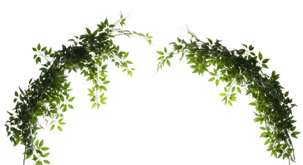 Two green ivy vines arch gracefully, isolated on transparent background