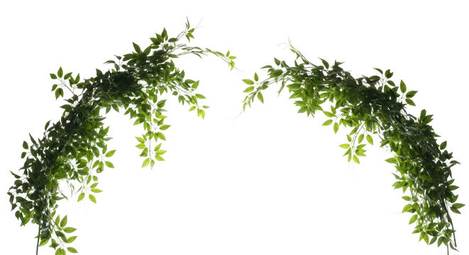 Two green ivy vines arch gracefully, isolated on transparent background - Powered by Adobe