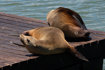 pier 39 san francisco leon sea