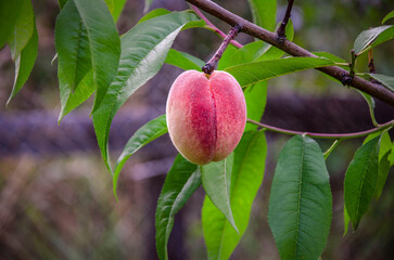 One ripe peach on a tree in the garden.