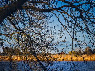 Bare tree branches framing a golden reed landscape at sunset,
