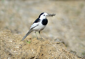 A white wagtail holding nesting fluff in its beak
