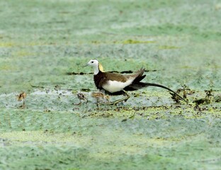 Pheasant-tailed jacana chick walking on floating leaves