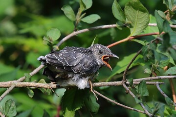 Juvenile common cuckoo calling on a tree branch