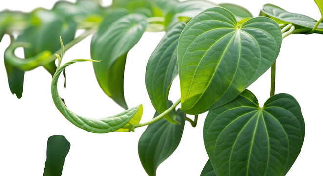 Fresh green betel leaf plant isolated on transparent background is ready to use