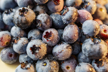 Fresh Blueberries Growing on a Bush in Summer