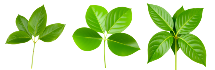Three distinct arrangements of vibrant green leaves on stems showcasing different leaf structures and patterns against a stark transparent