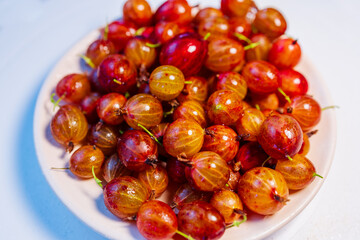 Fresh Ripe Gooseberries on the Bush in Summer