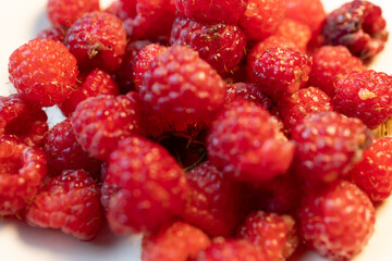 Fresh Raspberries Growing on a Bush in Summer