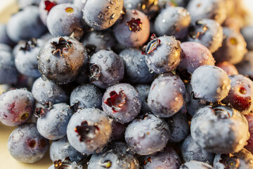 Fresh Blueberries Growing on a Bush in Summer