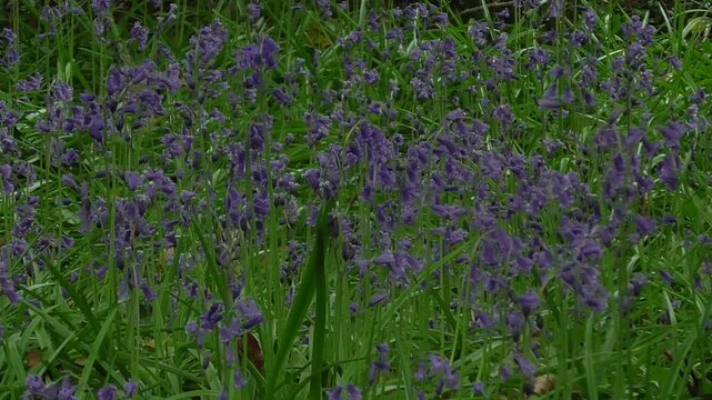 Common Bluebells (Hyacinthoides non-scripta) Growing in a British Woodland in Spring with Birdsong in the Background