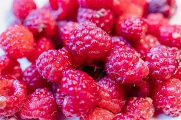 Fresh Raspberries Growing on a Bush in Summer
