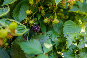 Ripe Blackberries Growing on Tree Branch Natural Summer Harvest
