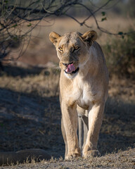 Craving – Fine Art Lioness Wildlife Photography by Brian Divelbiss