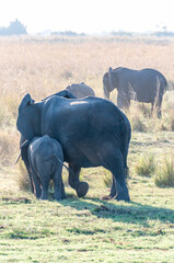 Telephoto of a herd of African elephants -Loxodonta africana- along the Chobe river.