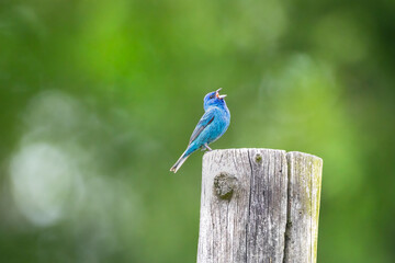 male indigo bunting singing 