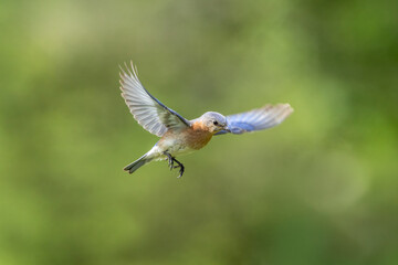 eastern bluebird in flight