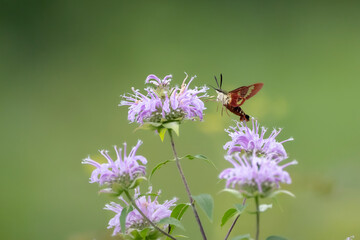 clearwing hummingbird moth in flight