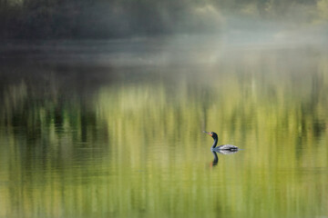 cormorant swimming in early morning fog