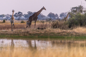 Telephoto of Angolan Giraffe - Giraffa giraffa angolensis- roaming the Okavango Delta in Botswana...