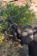 Telephoto shot of an African Elephant feeding itself on the banks of the Chobe River. Chobe National Park, Botswana.