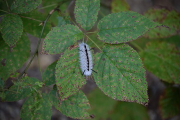 Hickory Tussock Caterpillar 