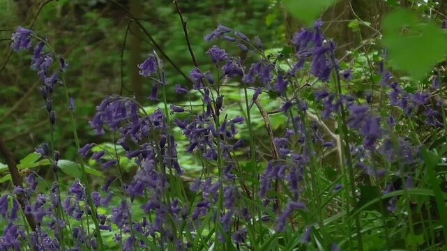 Common Bluebells (Hyacinthoides non-scripta) Growing in a British Woodland in Spring with Birdsong in the Background