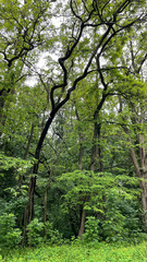 Deciduous forest in summer, trees with green leaves