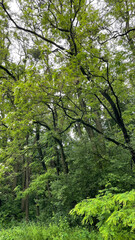 Deciduous forest in summer, trees with green leaves