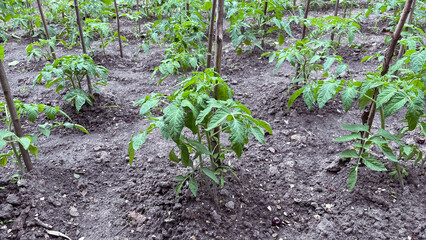 tomato sprouts in a garden