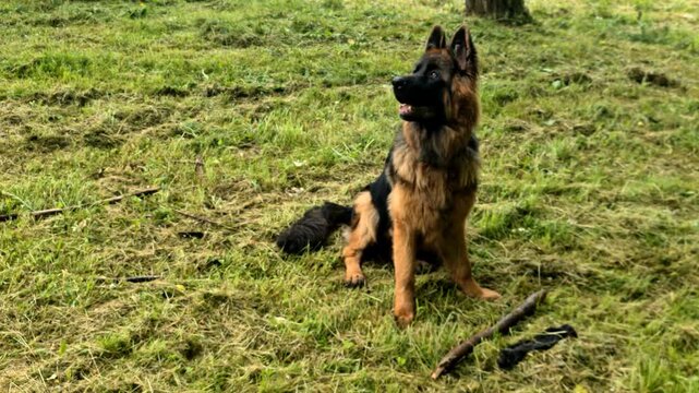German Shepherd in  Nature