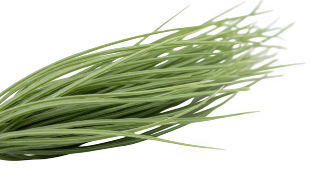 A bunch of vibrant green grass blades isolated on transparent background
