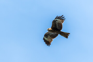 The bird of prey Black Kite flying in blue Sky