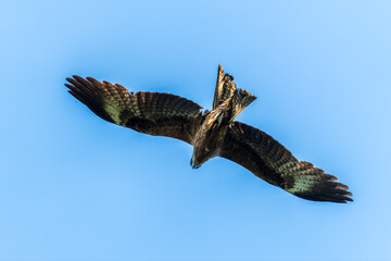 The bird of prey Black Kite flying in blue Sky