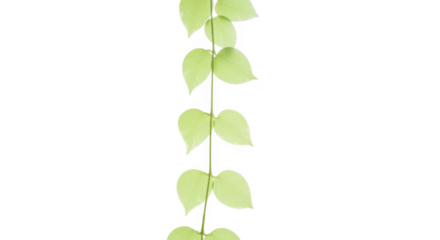 A delicate green vine with heartshaped leaves isolated on transparent background