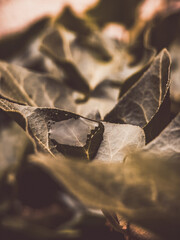 Close-up of dark green ivy leaves in soft focus and warm light – natural structure and texture.