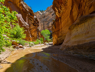 Cottonwood Creek Running Through Lower Hackberry Canyon, Grand Staircase-Escalante National...