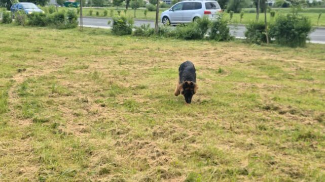 Energetic German Shepherd Running in Green Nature