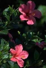 There is a huge variety of flowers in Venezuela, many wild and native as well as imported ones such as roses and carnations.