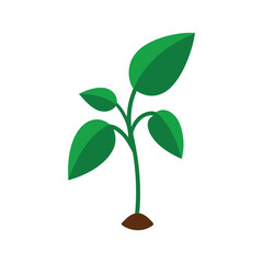 Peperomia tropical botanical plant with distinct leaves and floral style Vector illustration on white background.