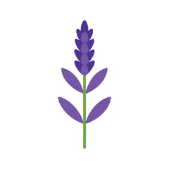 Russian sage airy lavender blue flower perfect for delicate floral scenes Vector illustration on white background.