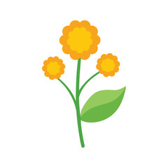 Obraz premium Tansy bright button like flower often used in vintage floral artwork Vector illustration on white background.